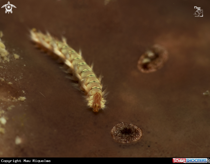 A Juvenile Bearded Fireworm