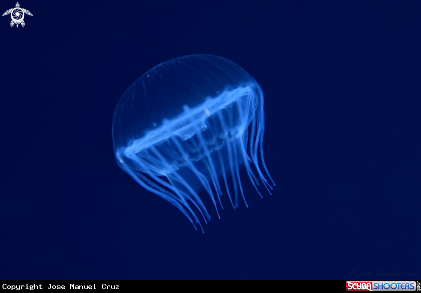 A Jellyfish