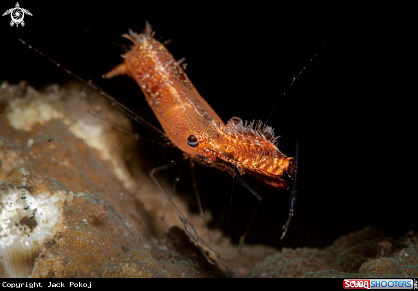 A Donal Duck Shrimp