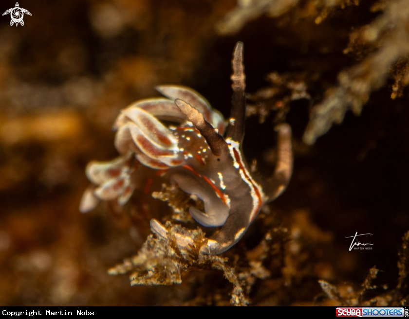 A Facelina rubrovittata