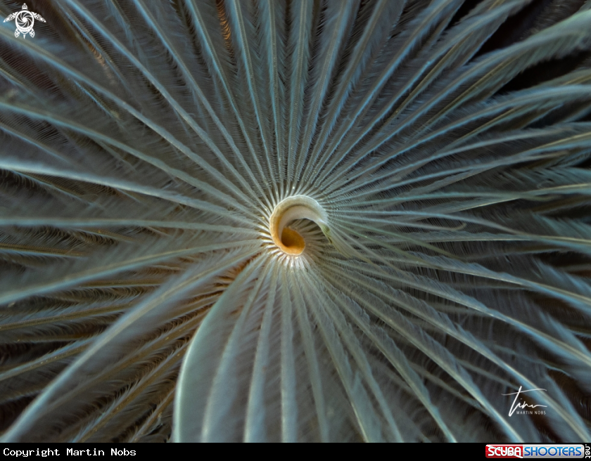 A Tube worm