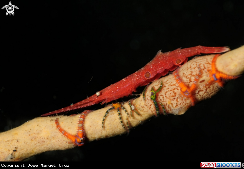 A Ocellated Tozeuma Shrimp