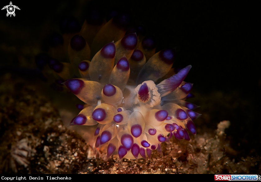 A NUDIBRANCH