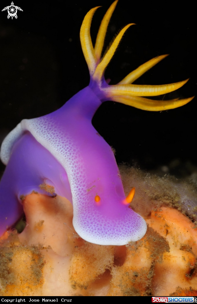 A Nudibranch