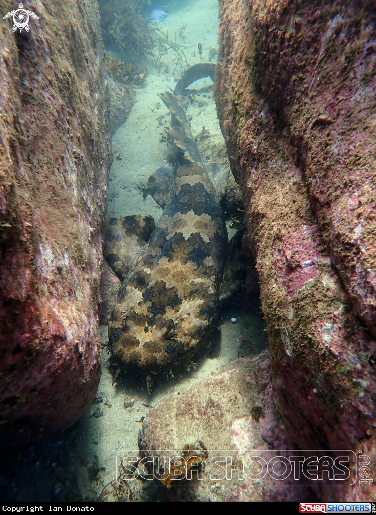 A Banded wobbegong