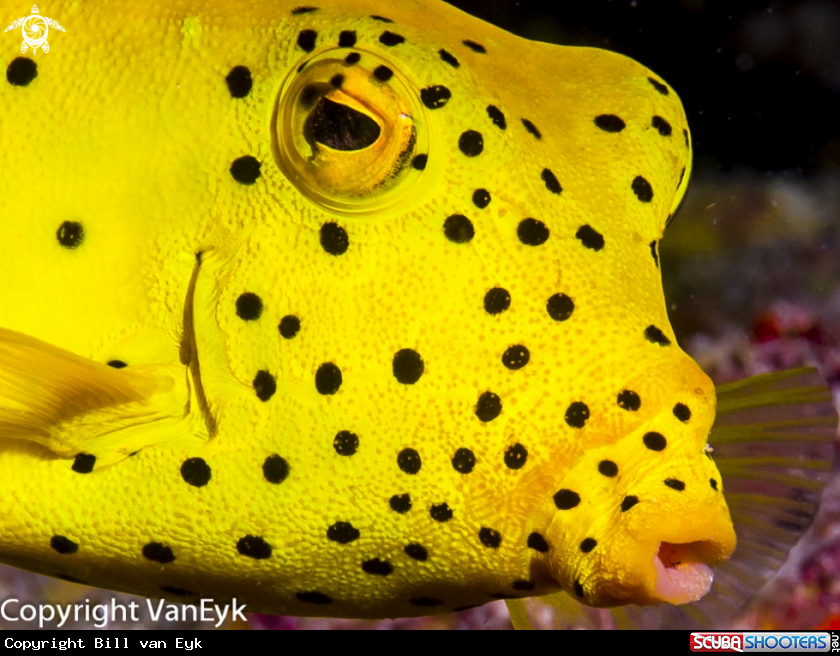 A Yellow Boxfish