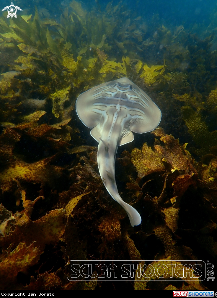 A Fiddler ray