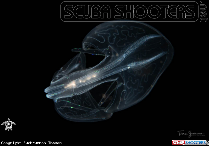 A Winged comb jelly 