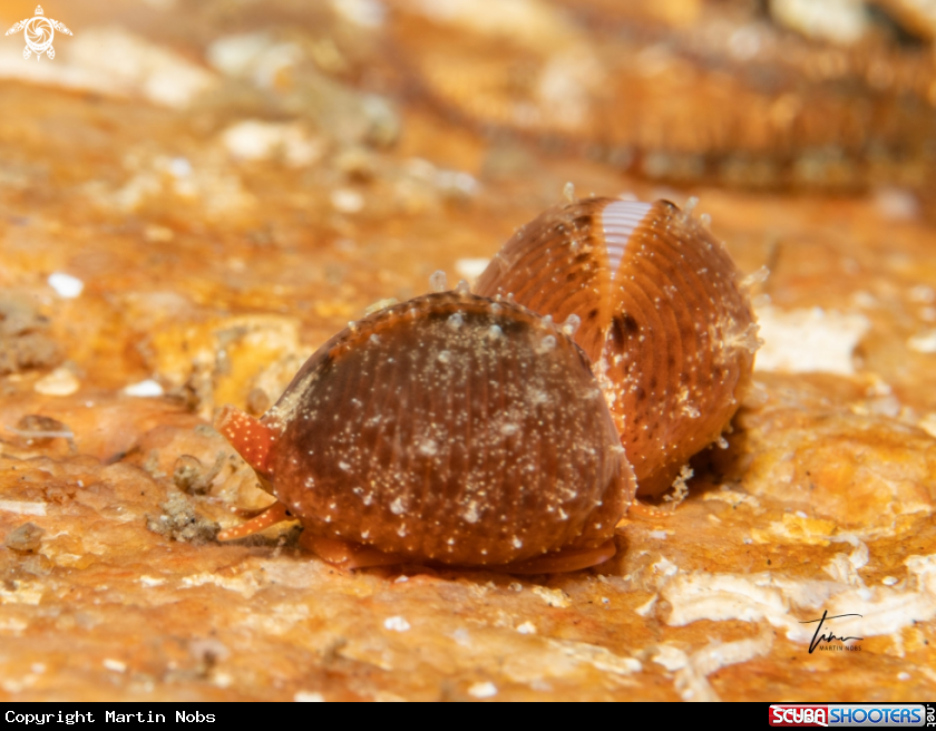 A Northern Cowrie