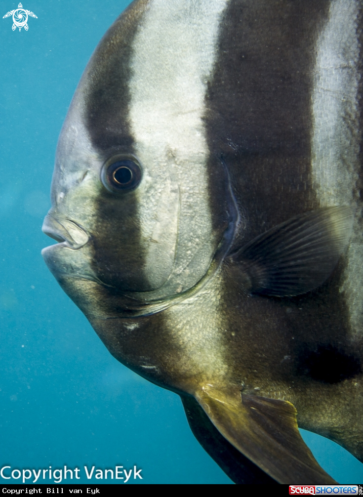 A Orbicular batfish