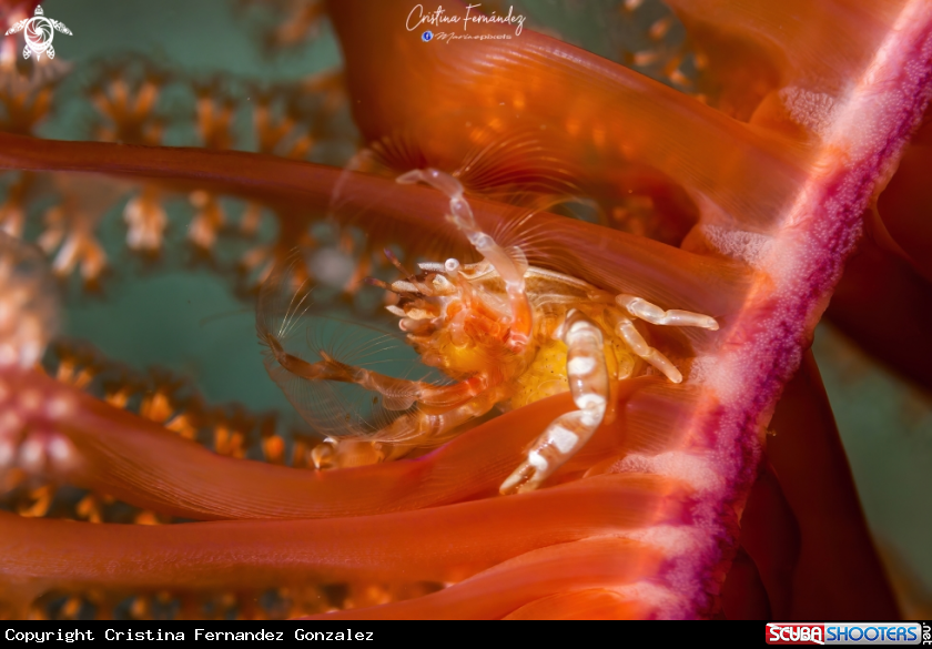 A Crab