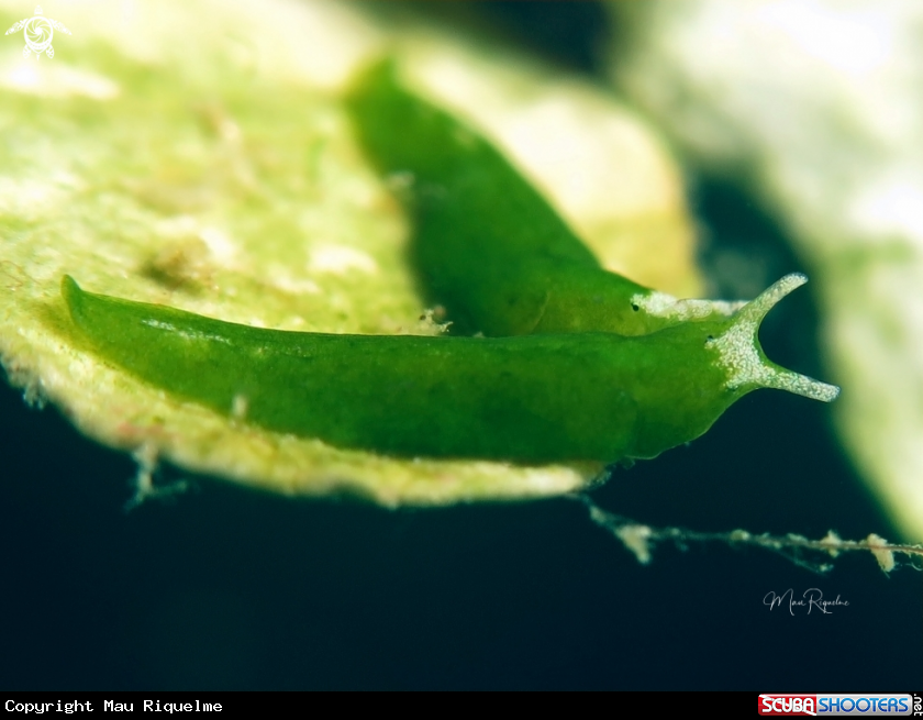 A Elysia marcusi