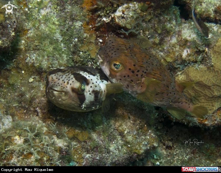 A Balloonfish