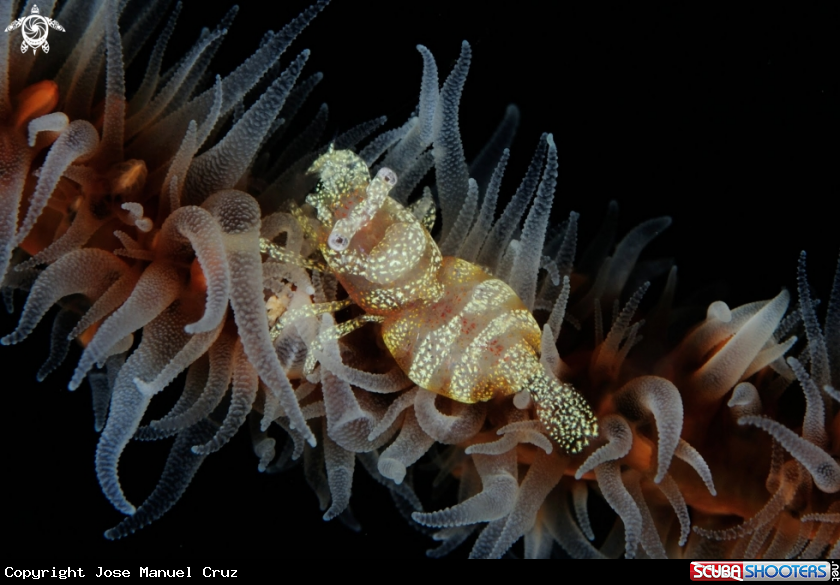 A Anker's Wire Coral Shrimp