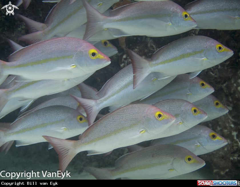 A Paddle-Tail Snapper 