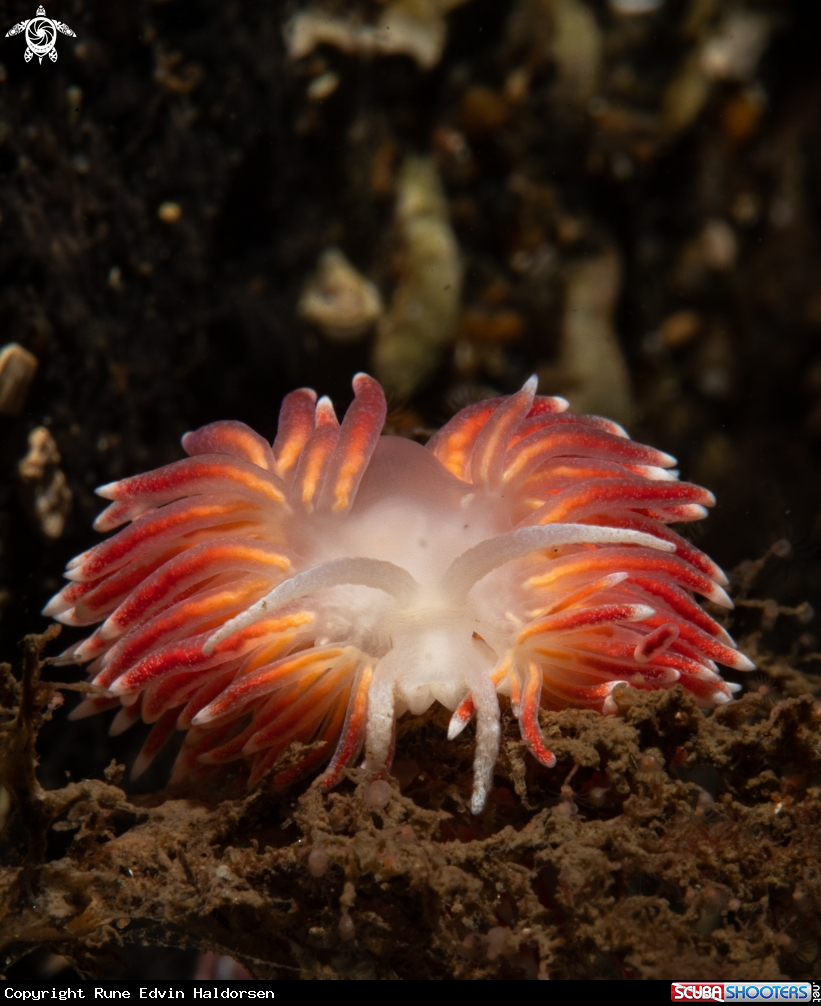 A Carronella pellucida