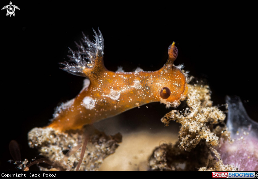 A Plocamopherus sp. 