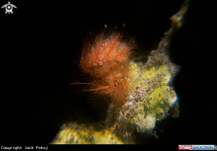 A Hairy shrimp
