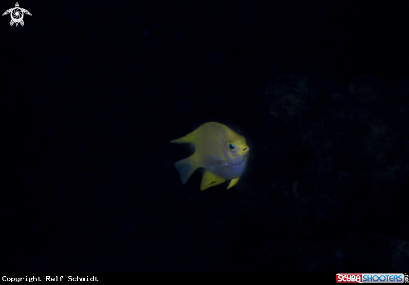 A fish