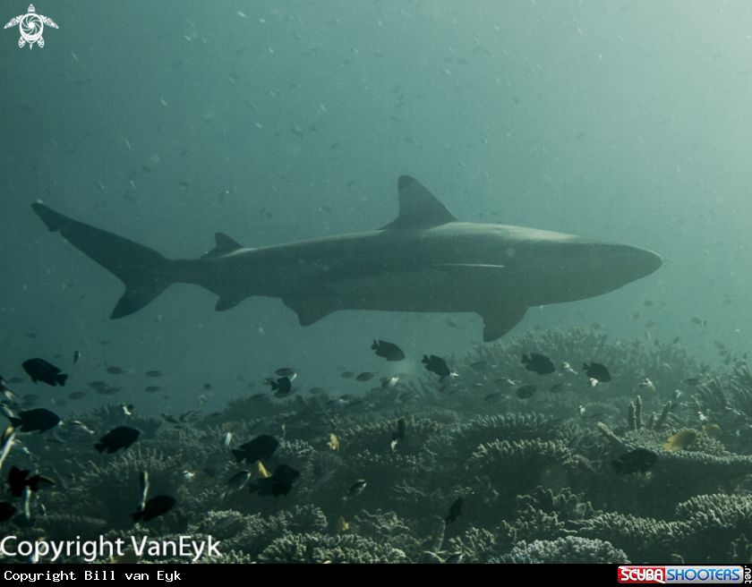 A Black tipped reef shark