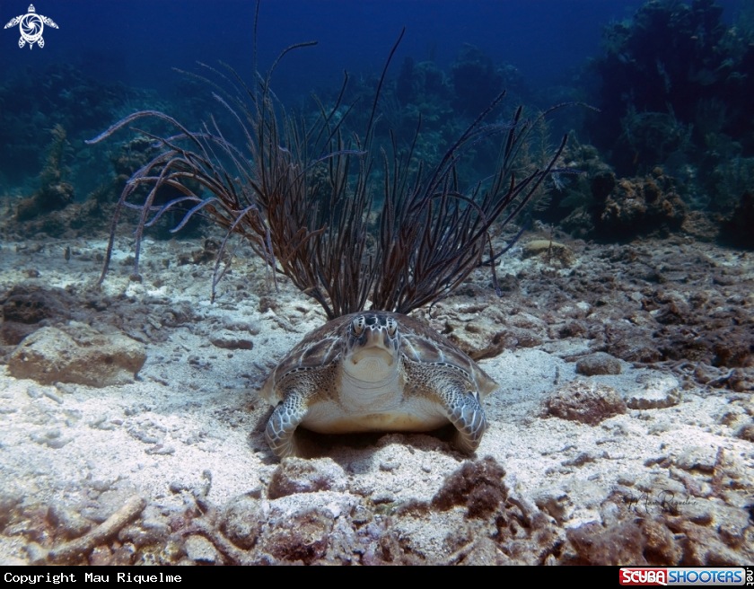 A Green Sea Turtle