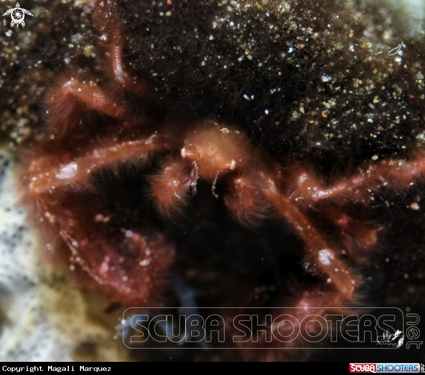 A Orangutan crab 