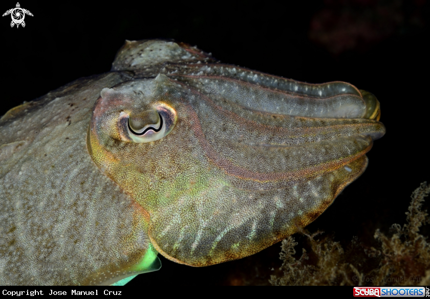 A Cuttlefish