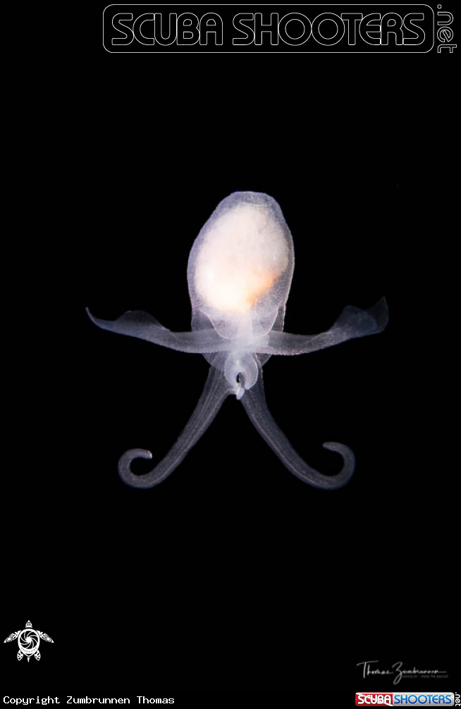 A Mollusc, Hydromyles globulosus 