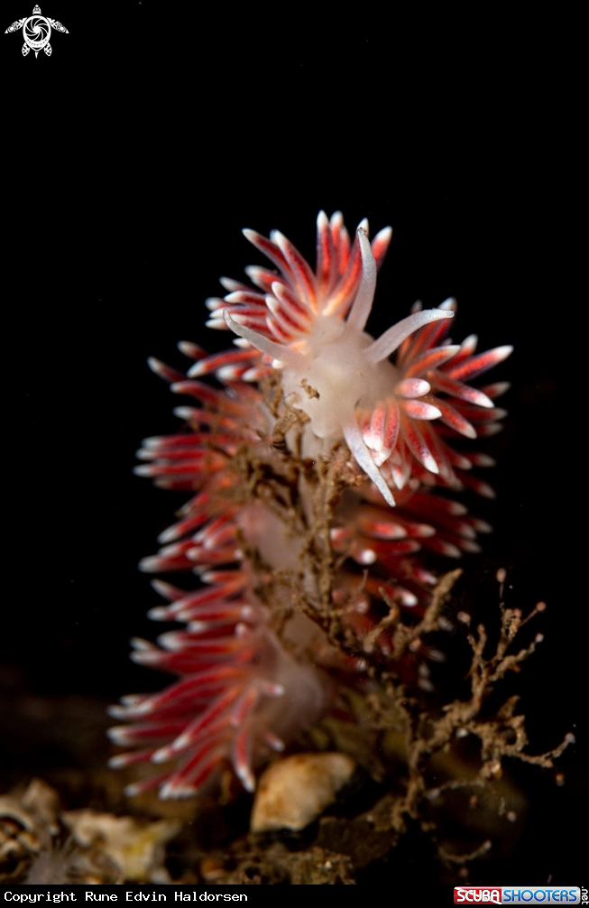 A Caronella pellucida 