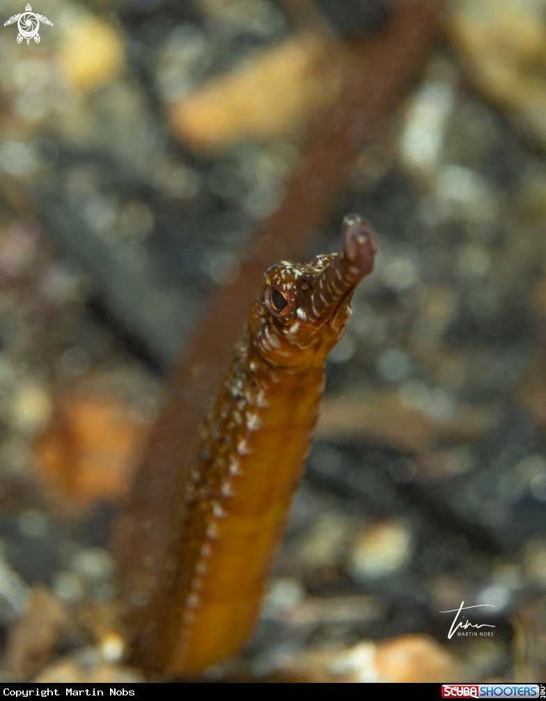 A Greater Pipefish