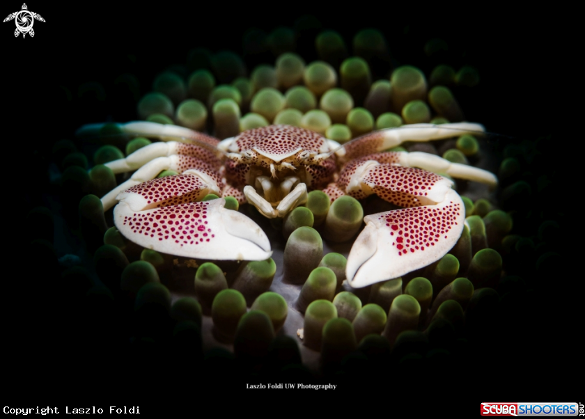 A Porcelain crab