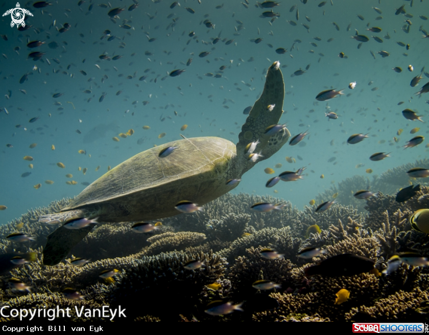 A Green sea turtle