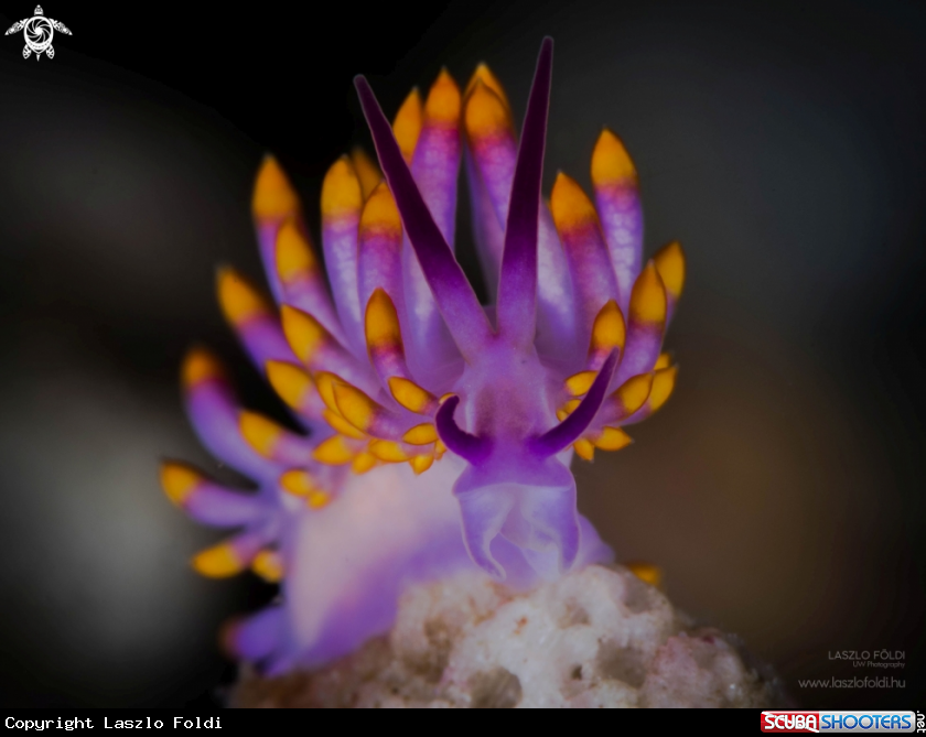 A Flabellina