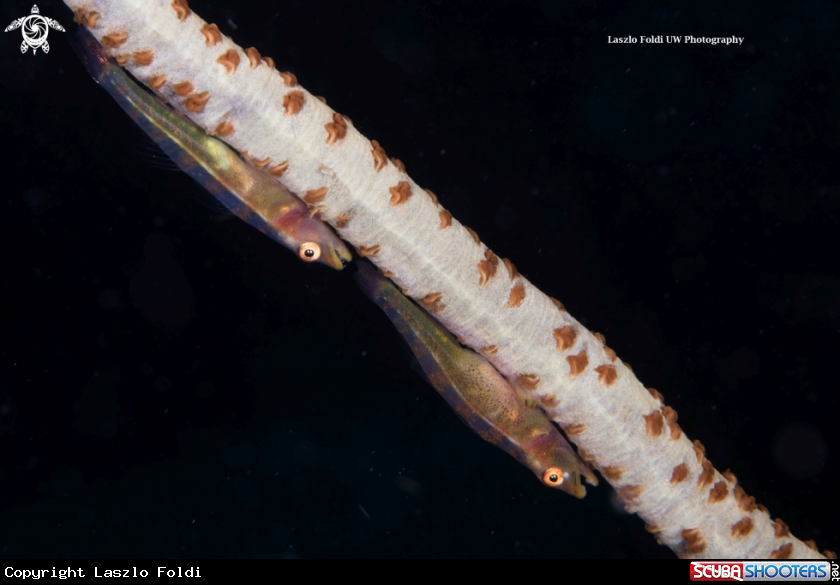 A Whip coral goby 