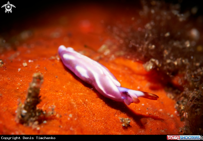 A NUDIBRANCH