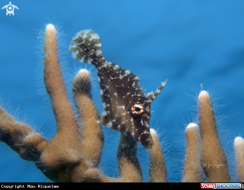 A Slender Filefish