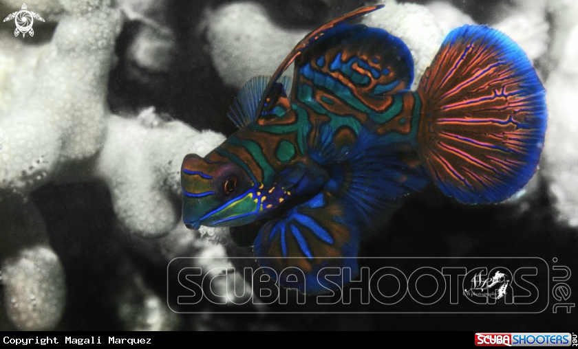 A Mandarin fish 
