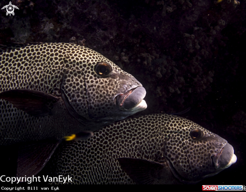 A Many-spotted Sweetlips
