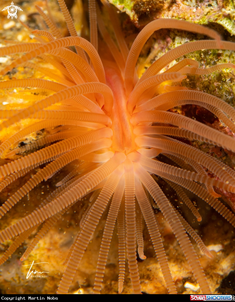 A Gapping clam