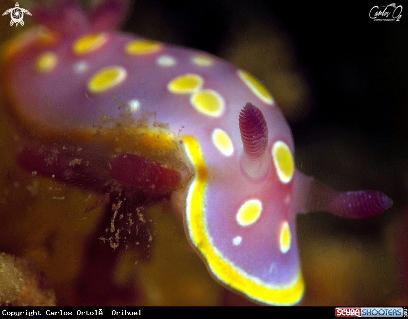 A Nudibranch