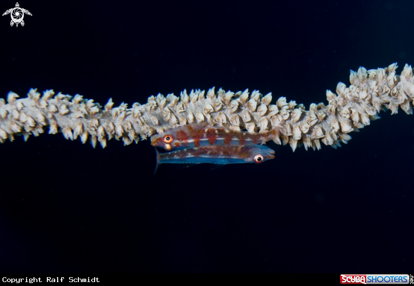 A fish