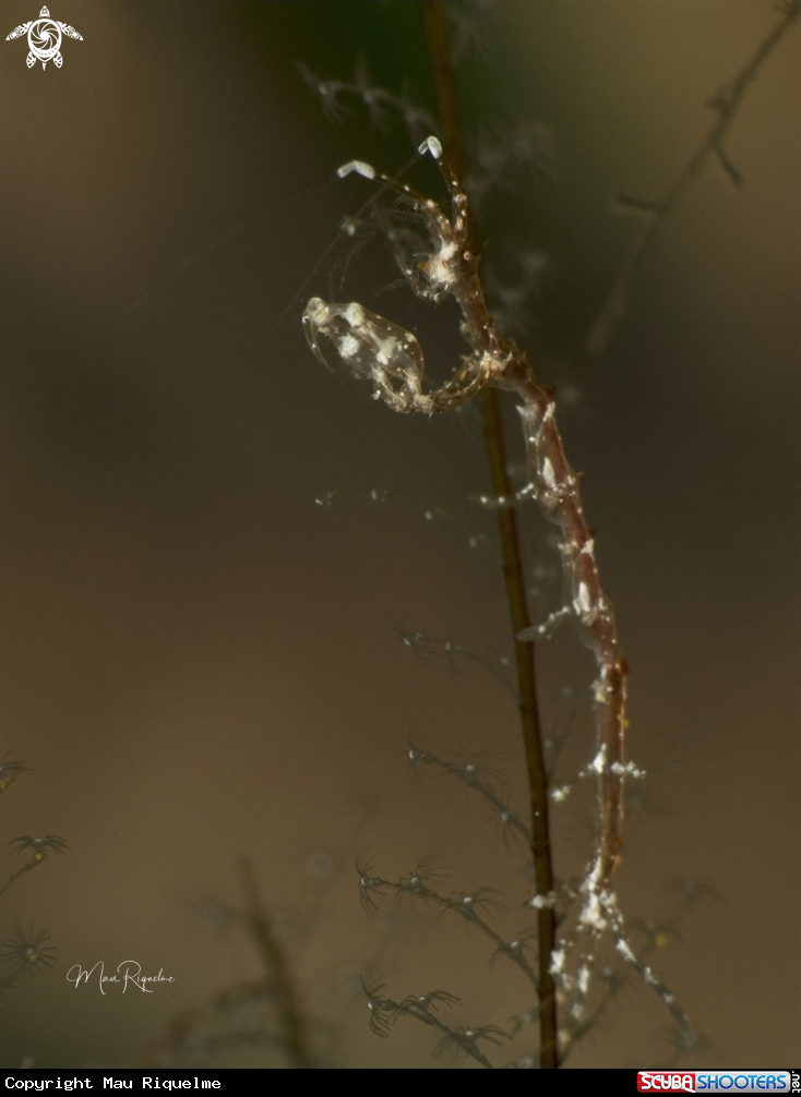 A Skeleton Shrimp