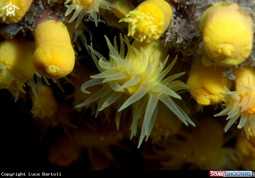 A underwater creature