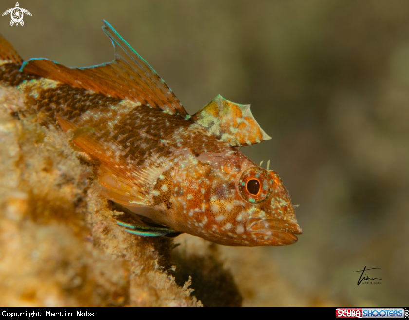 A Black faced Blennie