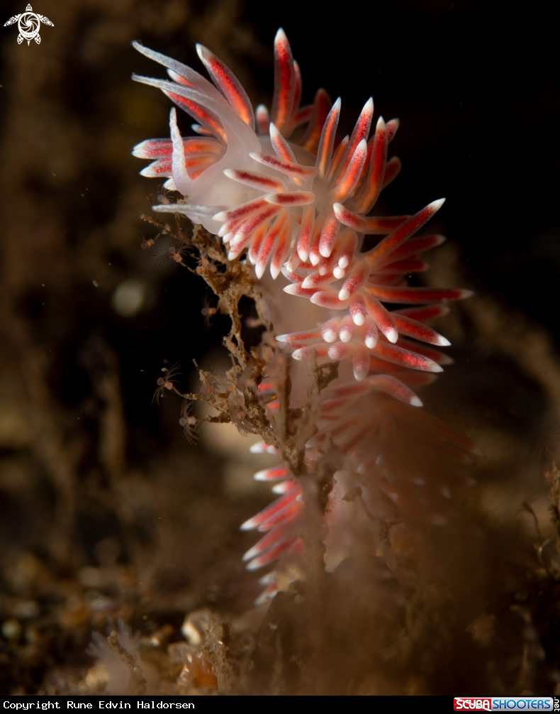 A Caronella pellucida 