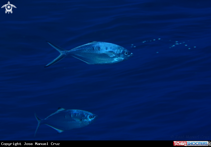 A Pompano