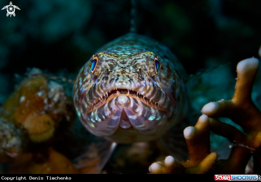 A FISH