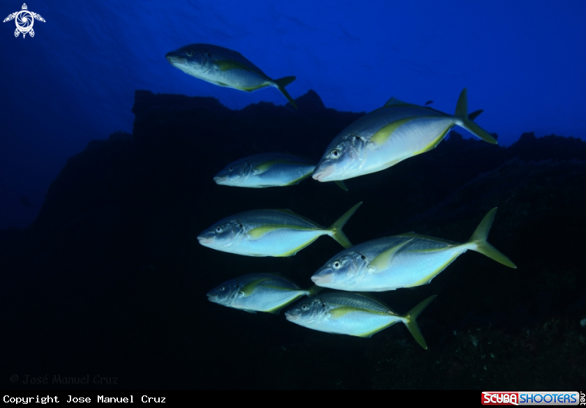 A White Trevally