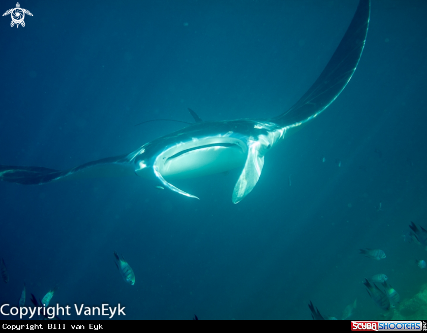 A Giant Oceanic Manta Ray
