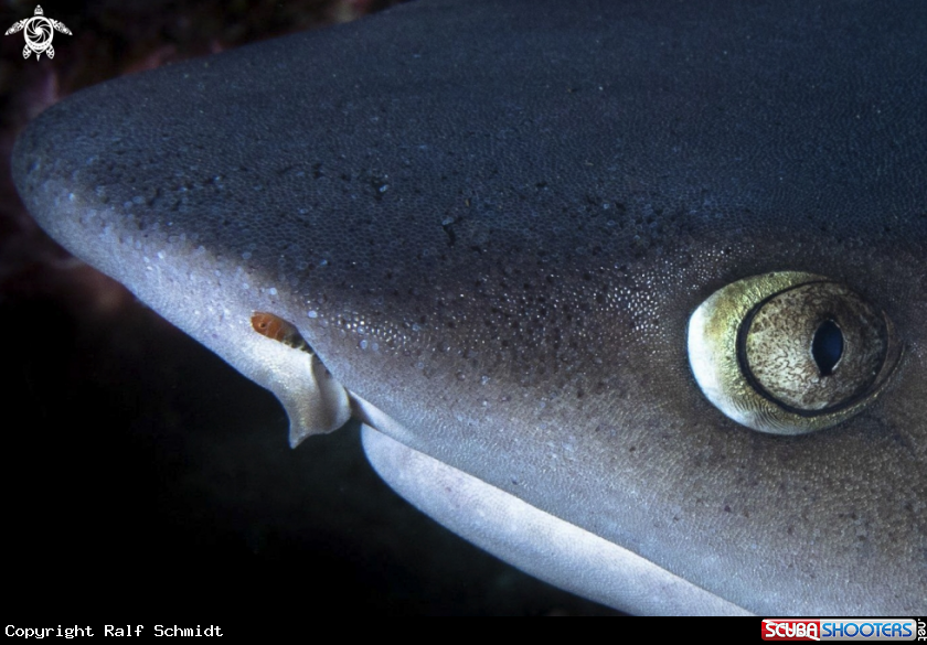 A shark
